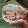 Lifecycle of A Cabbage Butterfly Specimen Disc