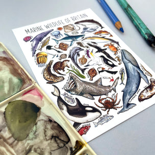 Alexia Claire Marine Wildlife of Britain | Postcard