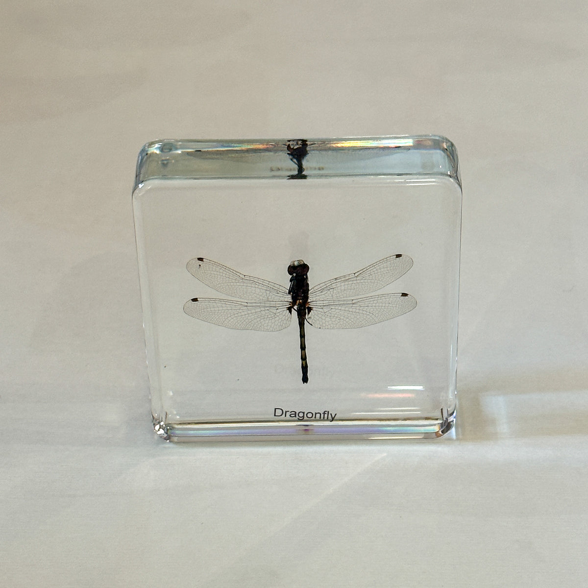 Conscious Insect Dragonfly Insect Specimen – Conscious Craft
