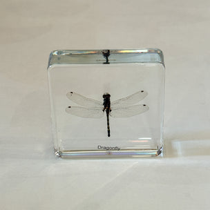 Dragonfly Insect Specimen | Conscious Craft