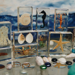 Ocean Life Specimen Set | Conscious Craft