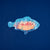Decorative fish-shaped cutout with coral and fish on a blue background