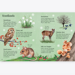 Educational illustration of woodlands with animals and plants on a green background