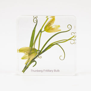 Thunberg Fritillary Bulb | Conscious Craft