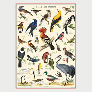 Cavallini British Birds Poster | Conscious Craft