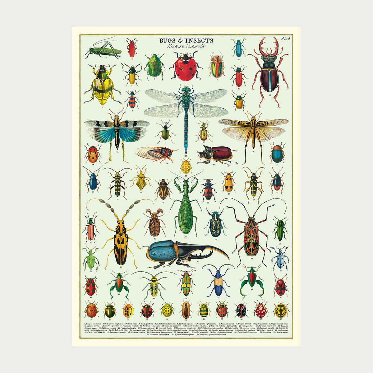 Conscious Insect Cavallini Bugs & Insects Poster | Conscious Craft