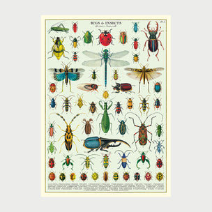 Cavallini Bugs & Insects Poster | Conscious Craft