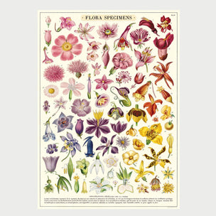 Cavallini Flora Specimens Poster | Conscious Craft