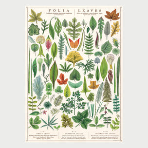 Cavallini Folia Leaves Poster | Conscious Craft