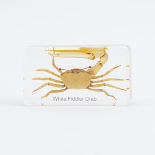 White Fiddler Crab |Conscious Craft