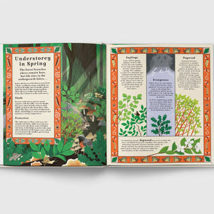Open book showing illustrations and text about forest plants and animals on a white background