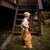 Large senger goose in rust