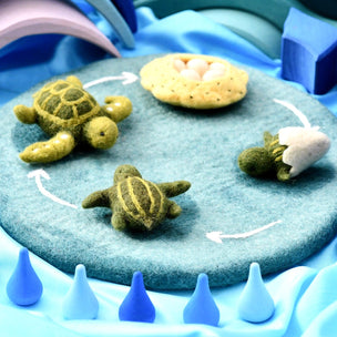 Model of a turtle life cycle on a blue surface with arrows indicating the stages.