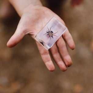 Hand holding a clear cube with a preserved insect inside against a blurred natural background