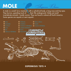 Cabinet of Owl Pellets