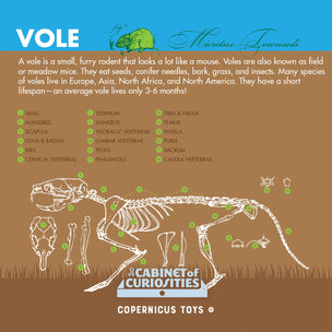 Cabinet of Owl Pellets