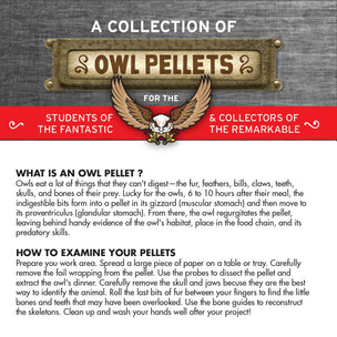 Cabinet of Owl Pellets