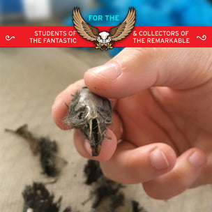 Cabinet of Owl Pellets