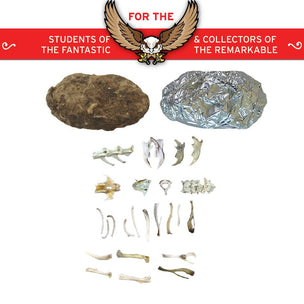 Cabinet of Owl Pellets