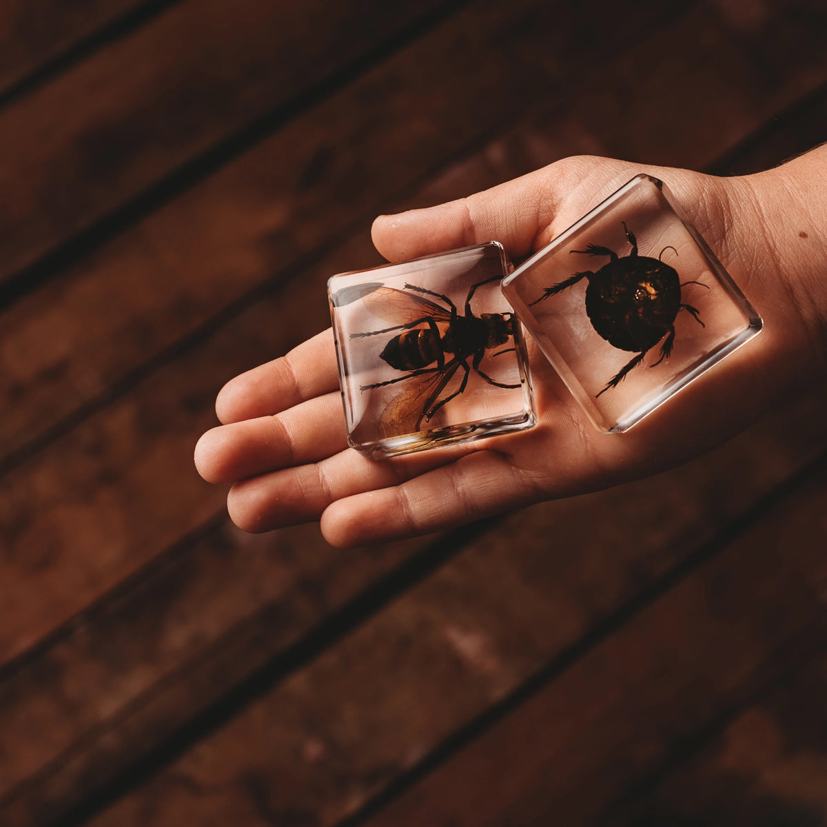 Conscious Insect Our Earth Life | Investigative Insects Specimen Set – Conscious Craft