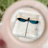 Our Earth Life | Blue Damsel Specimen
