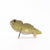Eugy Tuatara | © Conscious Craft