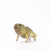 Eugy Tuatara | © Conscious Craft