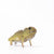 Eugy Tuatara | © Conscious Craft