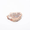 Petrified Wood Slice