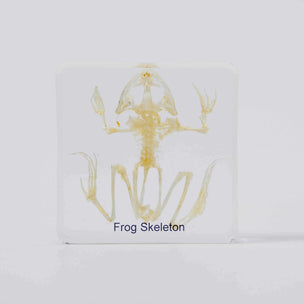 Natura Toys Frog Skeleton | Conscious Craft