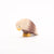Ostheimer Bald Eagle sitting, Wild Animals of the World | Image ©️ Conscious Craft