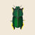 Scarab Beetle
