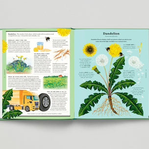 Open book showing a detailed illustration of a dandelion plant with text on a light gray background