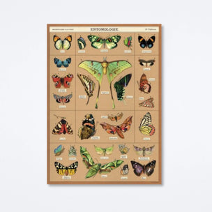 Cavallini Entomology | Wrap | Conscious Craft