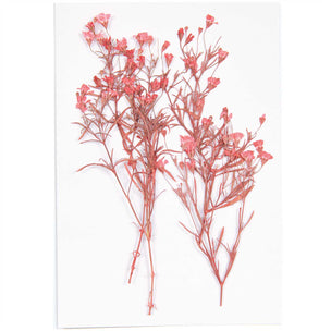 Pressed Flower | Gypsophila Red | Conscious Craft