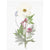 Pressed Flower Set | White Violet | Conscious Craft