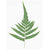 Pressed Flower Set | Large Fern | Conscious Craft