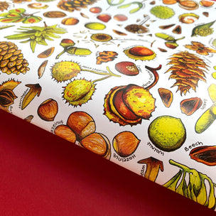 Nuts & Seeds of Britain | Wrapping Paper Sheets | Conscious Craft