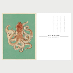 Animalium Postcards | Conscious Craft