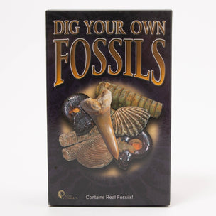Dig Your Own Fossils | Conscious Craft