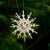 Straw Star Kit | 12 Points