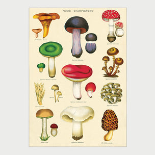 Cavallini | Mushrooms 2 Wrap | Conscious Craft