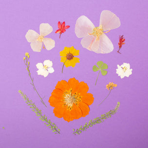 Pressed Flower Set | ©Natural Orange