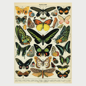 Cavallini Butterflies Poster | Conscious Craft