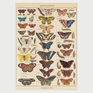Butterfly Natural History | Poster | Conscious Craft