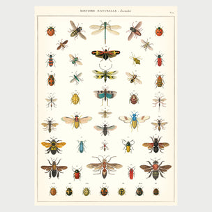 Cavallini Natural History Insects | Wrap | Conscious Craft