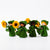 Flower Fairy Sunflower Ambrosius | © Conscious Craft