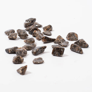 Turritella Agate | Tumblestone