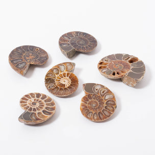 Cut & Polished Ammonites | ©Conscious Craft