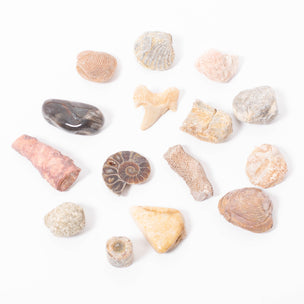 Fossil Collection Kit | ©Conscious Craft